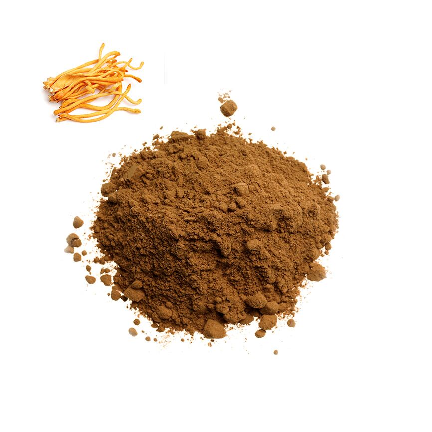 cordyceps extract supplier_ MEETSUPPLEMENT